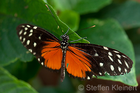 023 Tiger-Passionsfalter - Heliconius ismenius